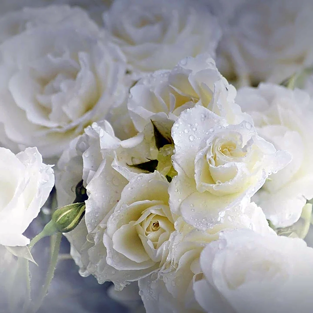 White Roses Symbolize Purity, Love, and New Beginnings in U.S. Culture