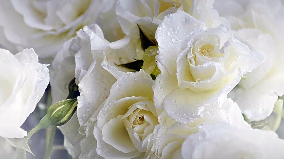 White Roses Symbolize Purity, Love, and New Beginnings in U.S. Culture