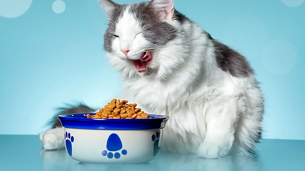 Untamed Cat Food Limited Seeks Fulfilment Inventory Executive in London
