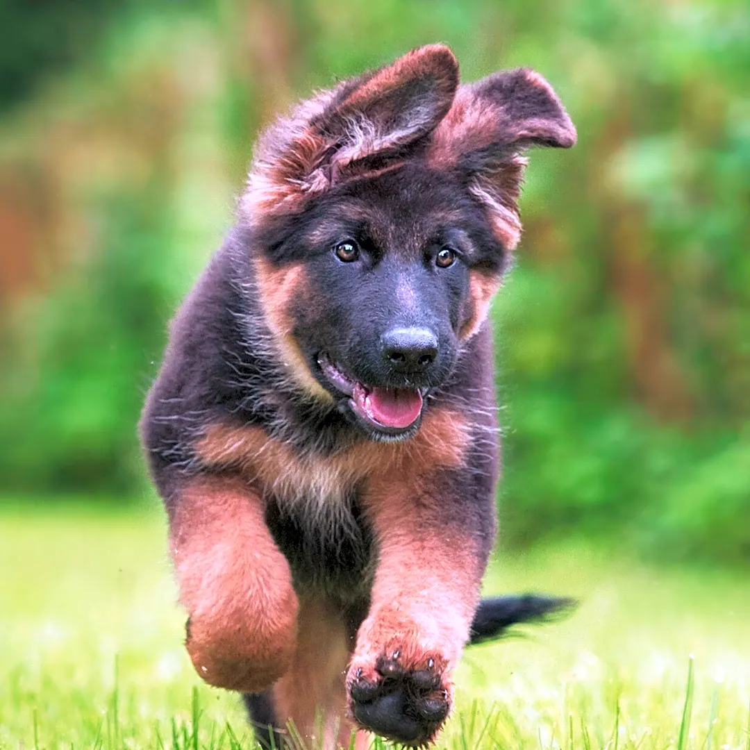 Frolein Lotte: A Playful German Dog Name with Affectionate Origins