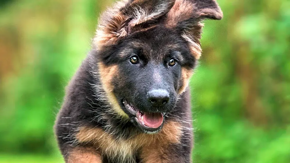 Frolein Lotte: A Playful German Dog Name with Affectionate Origins