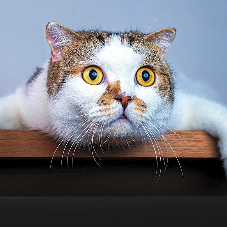 Pet Cat Named Anitta Reacts to Air Conditioner Being Turned Off