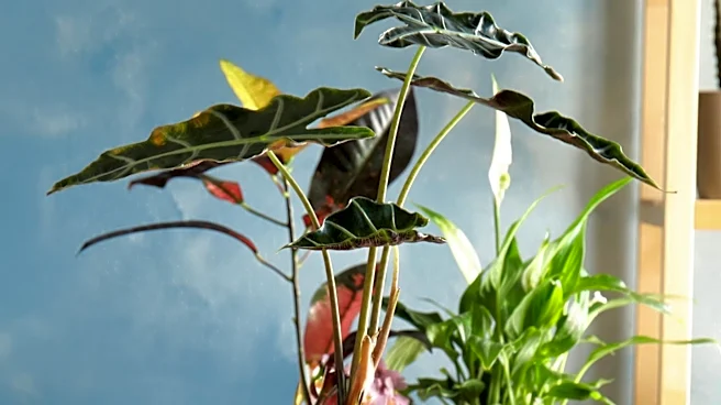 The Plant Runner Offers Beginner's Guide to Aroid Houseplant Care