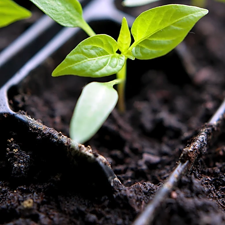 Gardening Know How Offers Tips for Growing Plants from Kitchen Scraps on Windowsills