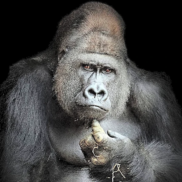 Janos Prohaska, 'Gilligan's Island' Gorilla Actor, Remembered for Versatile Animal Portrayals