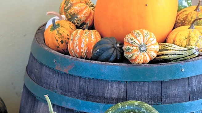 Ornamental Eggplant 'Pumpkin-on-a-Stick' Offers Unique Autumnal Decor