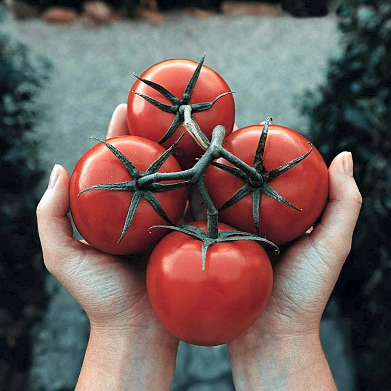 Lycopene Explored for Skin Protection and Antioxidant Benefits