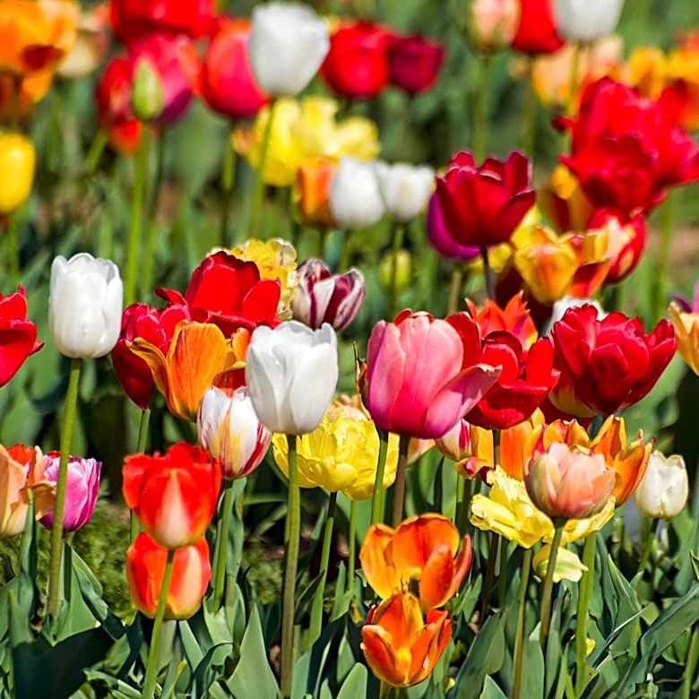Colorado Gardeners Advised on Protecting Tulips from Deer and Rabbits