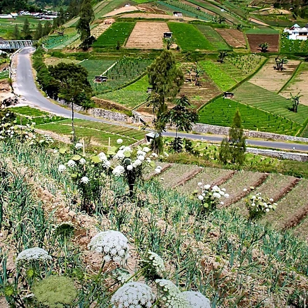 North Carolina Farmers Boost Income Through Agritourism Amidst Challenges