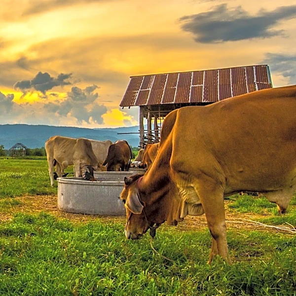 AI-Powered Cow Detection Models Utilize YOLOv8n and Centroid Tracking for Livestock Monitoring