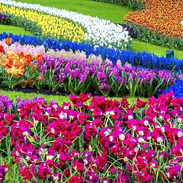 Longfield Gardens Offers Guidance on Succession Planting After Tulip Blooms Fade