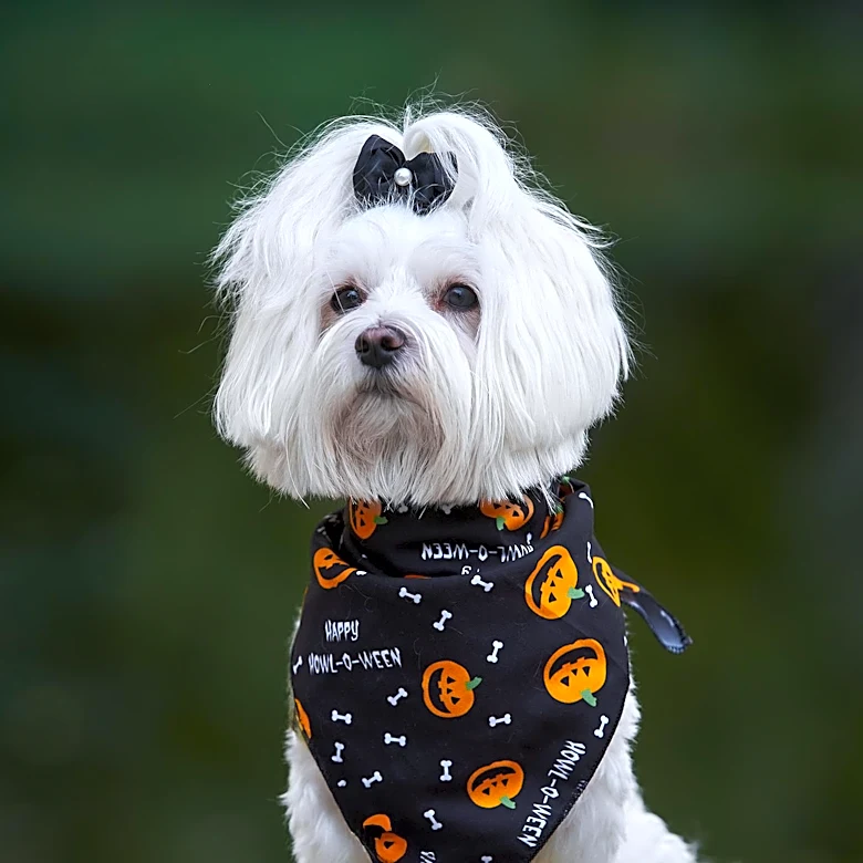 American Kennel Club Provides Guidelines for Safe Halloween Celebrations with Dogs