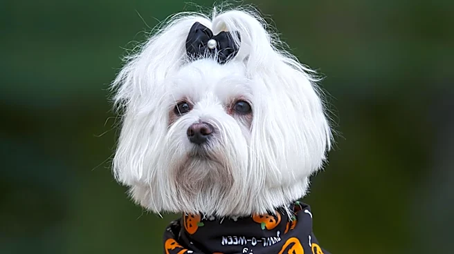 American Kennel Club Provides Guidelines for Safe Halloween Celebrations with Dogs