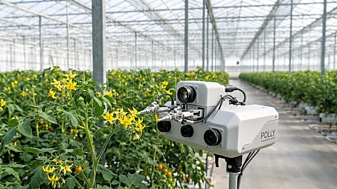 New Autonomous Robot 'Polly' Enhances Tomato Pollination in Greenhouses