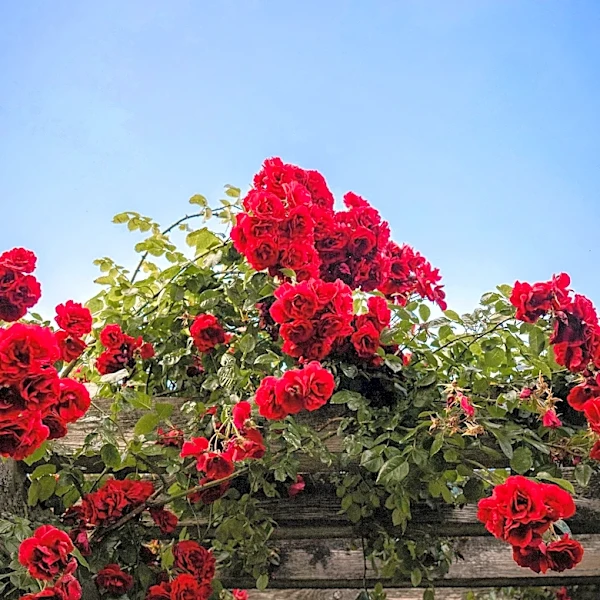 Knock Out Roses Offer Low-Maintenance Beauty for U.S. Gardens