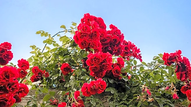 Knock Out Roses Offer Low-Maintenance Beauty for U.S. Gardens