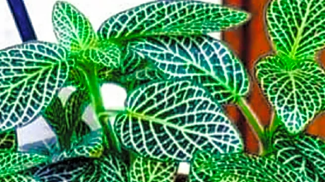 Indoor Plant Care Requires Adjustments for Winter Conditions