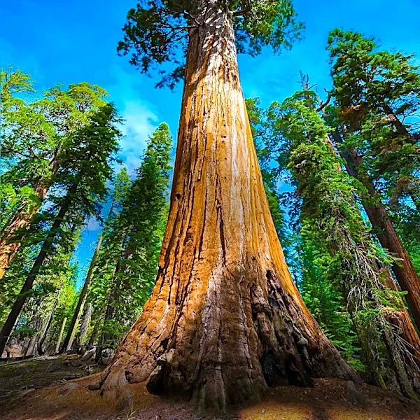 Sequoia Capital Leads $150 Million Series C for Serval, Valuing AI Company at $3 Billion