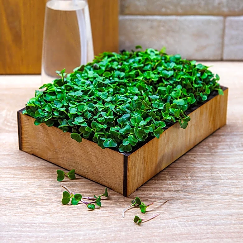 Indoor Gardening Strategies Emphasize Light Observation and Spatial Planning for Plant Health