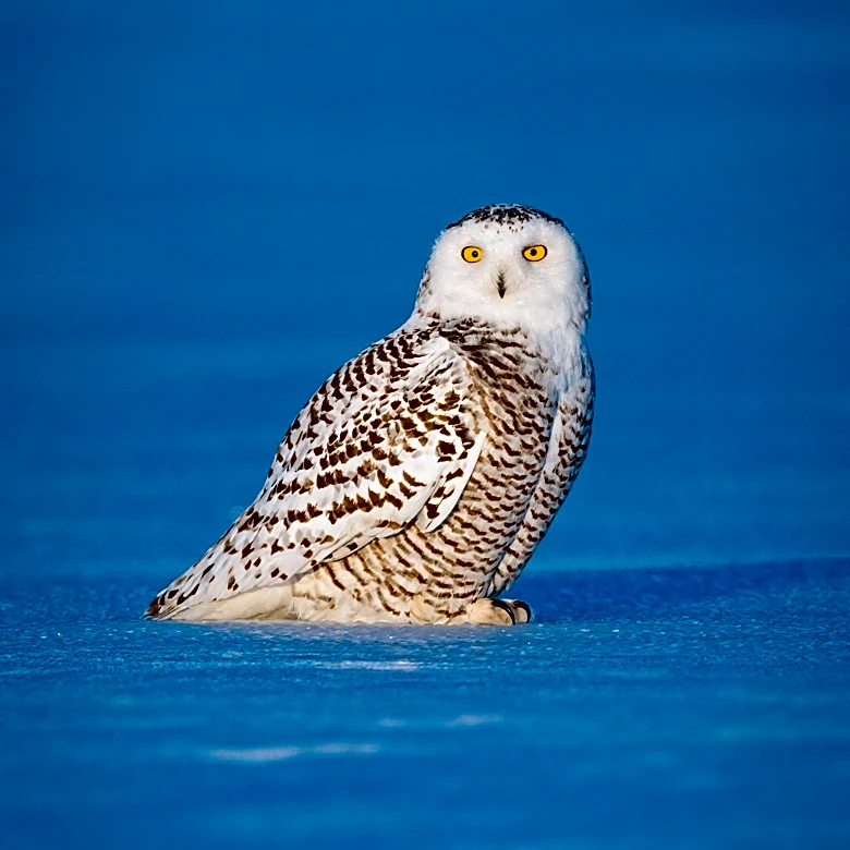 Blue Owl Reports Record Institutional Fundraising Amidst Declining Private Credit Redemption Requests