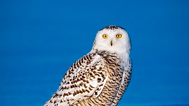 Blue Owl Reports Record Institutional Fundraising Amidst Declining Private Credit Redemption Requests