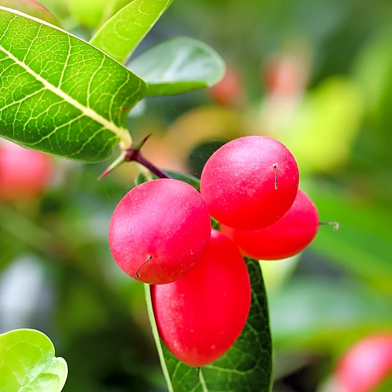 Beginner-Friendly Berry Bushes Offer Easy-Care Edible Landscaping