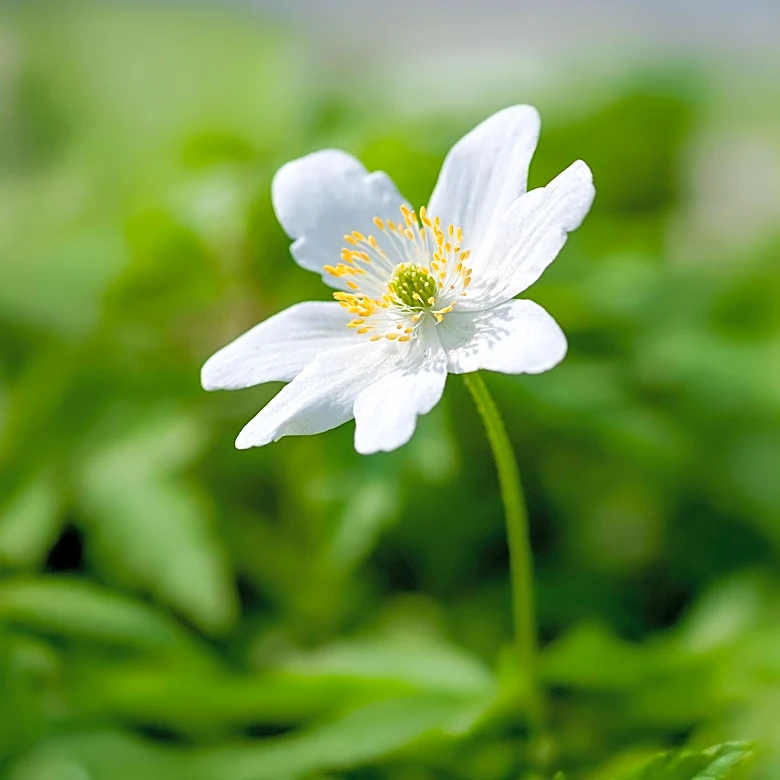 Ball Seed Features 'Anemone Carmel White' for Commercial Growers