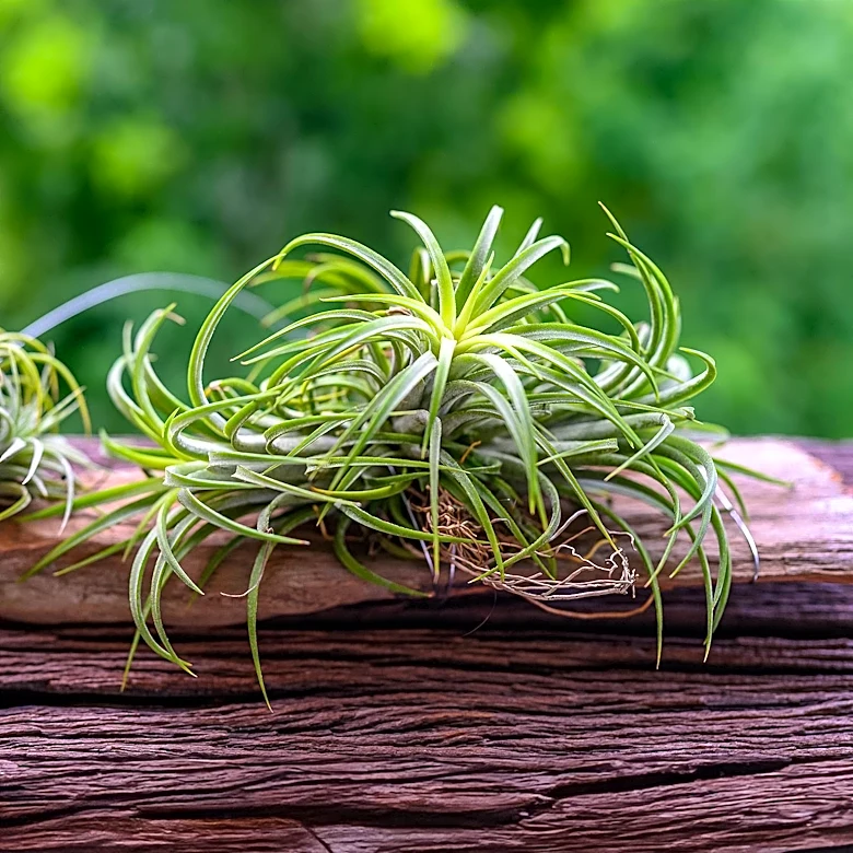 Air Plant Care Emphasizes Light, Moisture, and Airflow for Healthy Growth