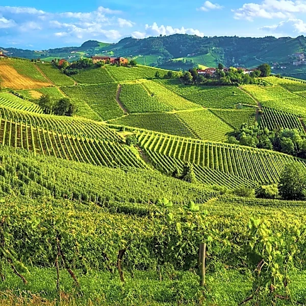 Italian Wineries Face Booking Losses Due to Lack of Dedicated Rates for Travel Agencies
