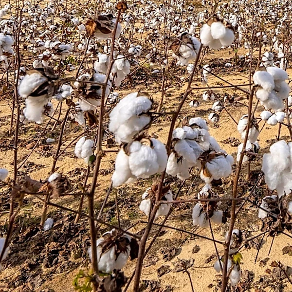 Xinjiang Cotton Industry Achieves Record Yields Amidst Extreme Heat and U.S. Sanctions