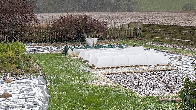 Household Items Offer Cost-Effective Frost Protection for U.S. Gardens