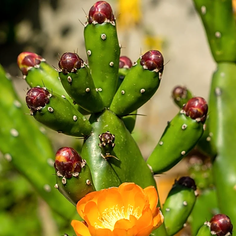 Thanksgiving Cactus Care in November: Optimizing Blooms for the Holiday Season