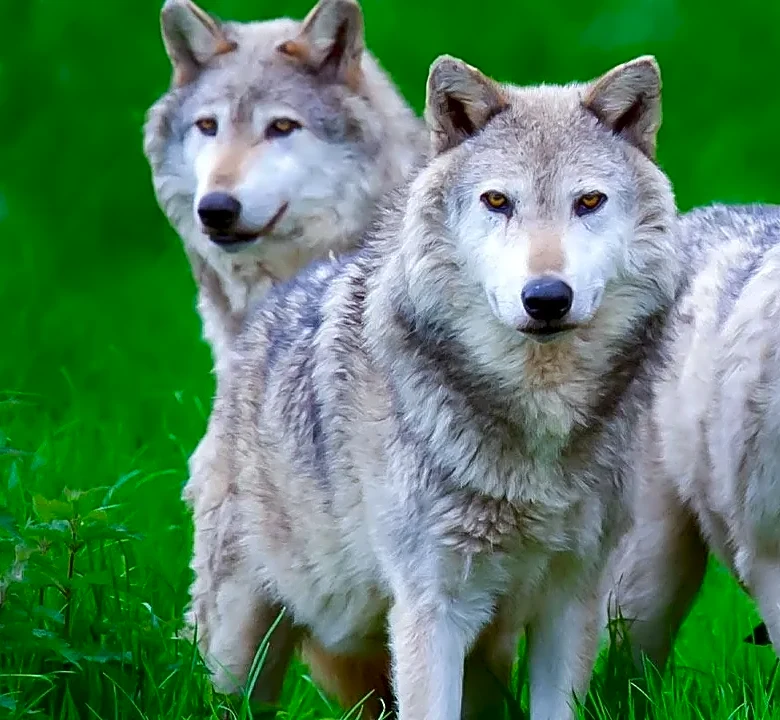 Was Dances with Wolves Really Panned By Critics?