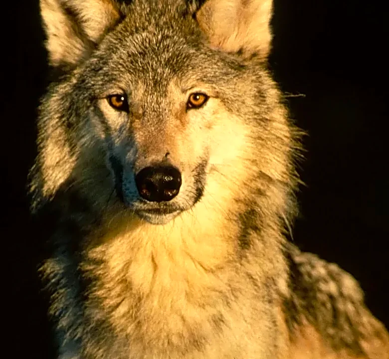 How Neil Travis Shaped A Five-Hour Dances With Wolves Cut Into An Oscar Winner