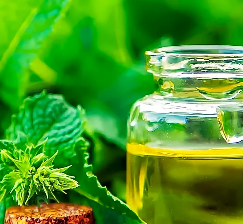 Why Most Americans Misread Peppermint Oil for Hair Growth