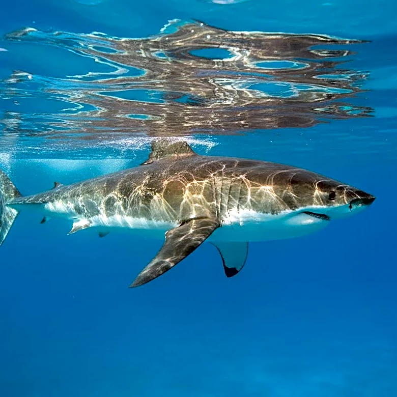 Why Jaws Did Not Single-Handedly Invent The Summer Blockbuster