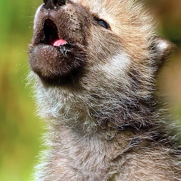Why Hollywood Expected Dances with Wolves to Become “Kevin's Gate”
