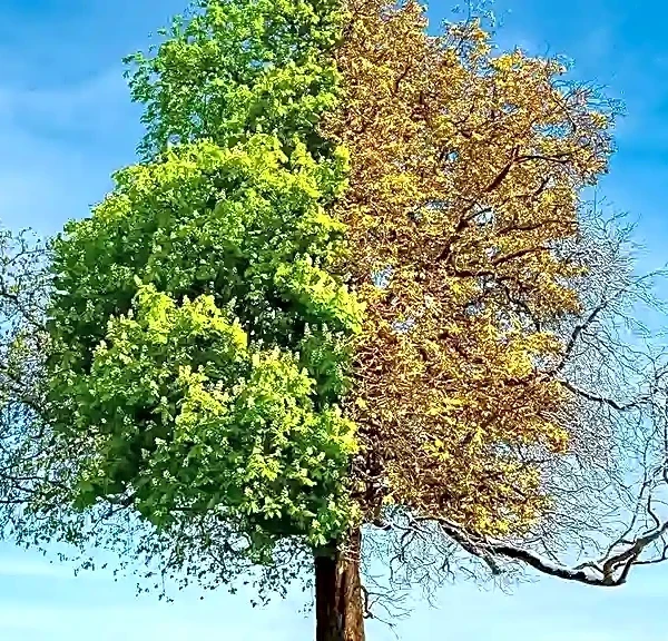 How Directors Use Changing Seasons to Reflect Character Transformation