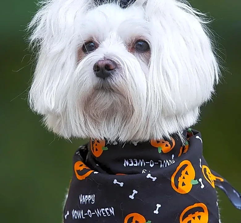 How Sound Design Can Make a Halloween Episode Feel Bigger Without Showing More