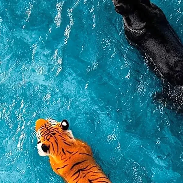 5 International Films to Watch If You Loved Life of Pi