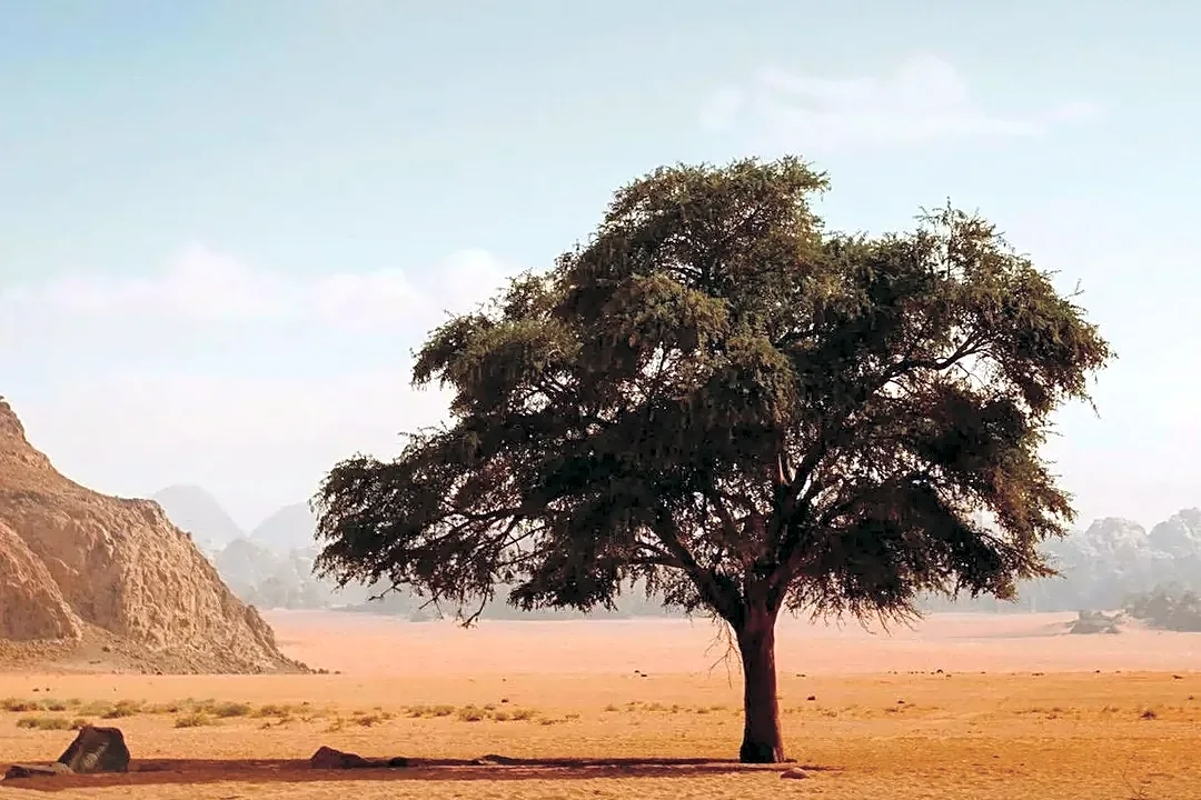 10 Beautifully Contemplative Films to Watch If You Love The Tree of Life