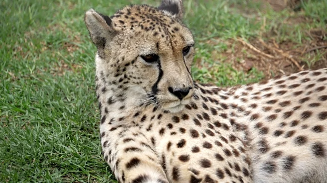 Budget-Friendly Beasts: Ethical Animal Sanctuaries for Travelers