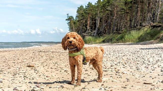 Embark on a Paw-some Adventure Across America's Top 6 Pet-Friendly Destinations.
