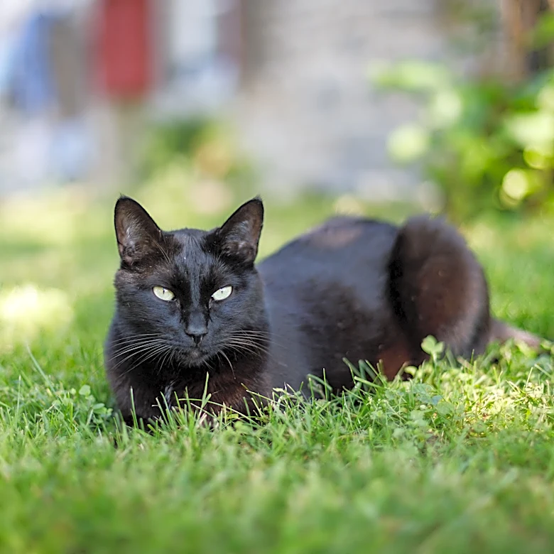 Peak tick season brings deadly 'bobcat fever' threat to cats