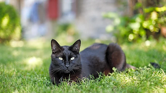 Peak tick season brings deadly 'bobcat fever' threat to cats