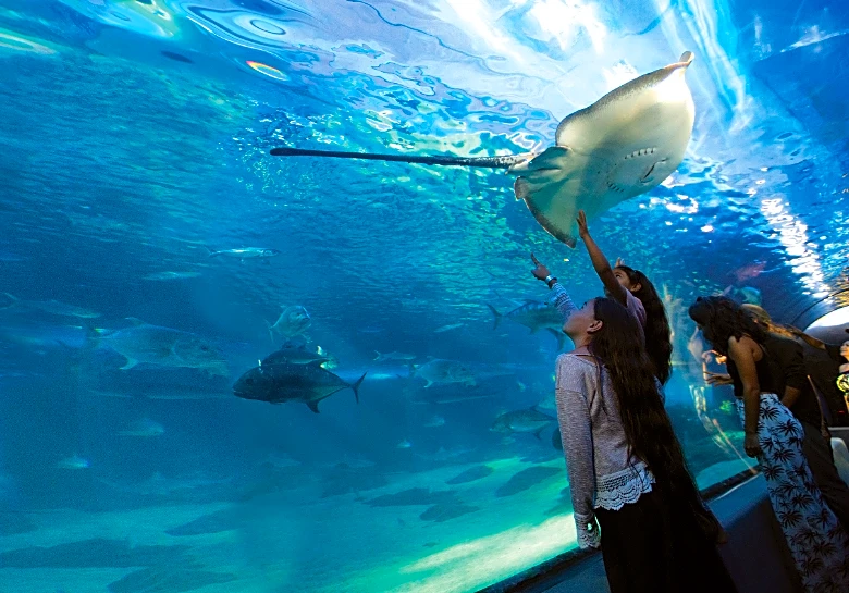 Hawaii's largest aquarium reveals what lies beneath the waves