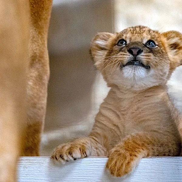 Can you see new lion cub at Pittsburgh Zoo? Timeline for public debut