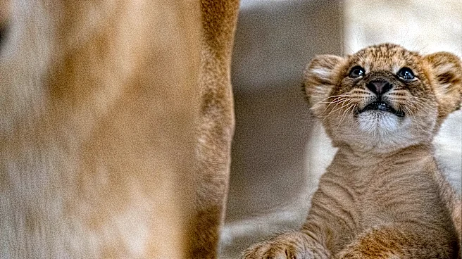 Can you see new lion cub at Pittsburgh Zoo? Timeline for public debut