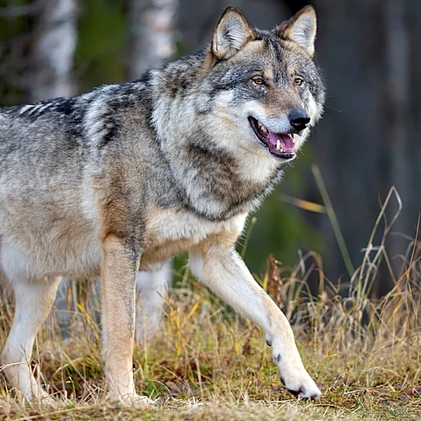 Wolf pup numbers fall drastically due to outbreak of contagious virus