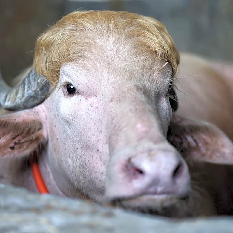 Albino buffalo named 'Trump' goes viral in Bangladesh
